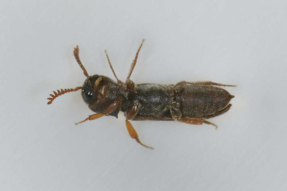 Melasis buprestoides (Eucnemidae)